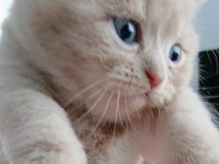 Scottish Fold Ve Scottish Straight Kardeşler