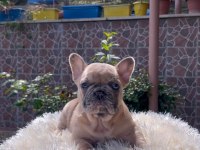 Egzotik French Bulldog Yavrularım Harika Renkler Ve Anatomiler