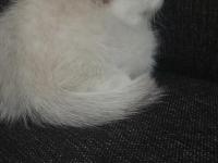 Teslime Hazır Yavru Kediler