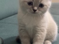 2 aylık british blue point erkek yavrumuz