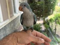 Yeme Düşmüş Mavi Mutasyon Full Evcil Monk Papağanımız