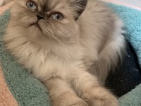 4 yaşında, kısırlaştırılmış, dişi, çipli, chinchilla kırması