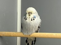 Show Jumbo Muhabbet Kuşu