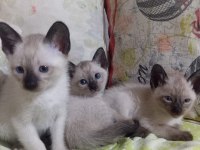Siyam kedisi yavruları