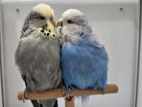 Yeni Eşleme Show Jumbo Ve Jumbo Çift Muhabbet Kuşlar