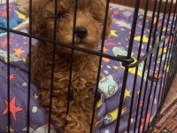 Toy poodle iç dış parazit aşıları yapılı 2 aylık