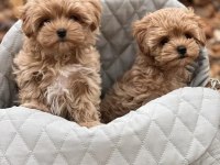 Baby Face Maltipoo Yavrularımız