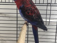 Bordo Mavi Özel Renk Dişi Rozella