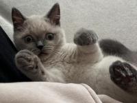 3.5 Aylık British Shorthair Bluepoint