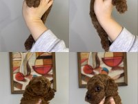 Kore Kan Toy Poodle