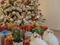 Pure Persian Bebeklerim Yuva Ariyor