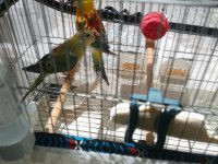 Şarkıcı Pareket Papağanı