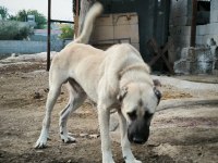 Orjinal Üst Düzey Kaliteli Kangal