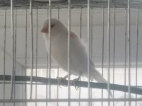 Hazır Al Mozaik Dişi Kanaryalar