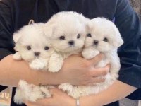 Maltese terrier, oyuncu ve büyümeyen bebeklerim