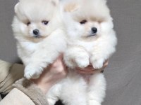 Ayı Surat Pomeranian Boo Yavruları