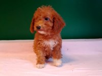 Kahverengi toy poodle yavrularımız