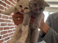 British Shorthair Yavru Kediler Ücretli Olarak Sahiplendirilecektir