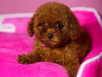 Ev üretimi oyuncak poodle yavrularımız