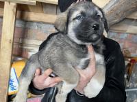 Her ile ilçeye gönderim sağlanır sivas kangalı