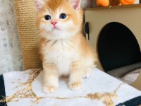 Sarı Scottish Oğlum