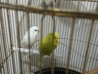 Sadece 4 Adet Muhabbet Kuşumuz Kaldı