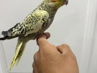 Sultan Papağanı Sahiplendirilir