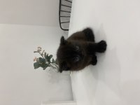 Tek Dişi Scottish Fold Yavrumuz Yeni Yuvasını Arıyor