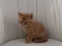 Bayram Şekeri Kedimiz