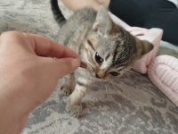 British Shorthair Fıstık Yeni Yuvasını Arıyor