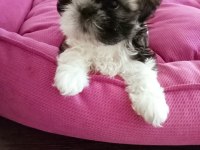 Ev Ortamında, Anne Altından Harika Shih Tzu Bebekler