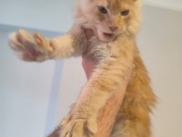 5 Aylık Maine Coon