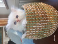 Pamuk chinchilla bebek kediler