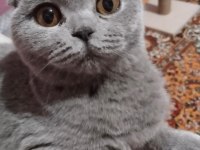 4 Aylık Scottish Fold - Malzemelerle Birlikte