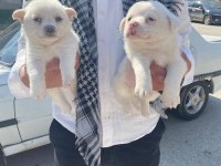 Spitz Yavrular Uygun