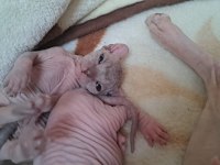 Şecereli Annenin Tatlı Elf Sphynx Yavruları