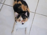 Calico Exotic Shorthair Dişi Yavrumuz