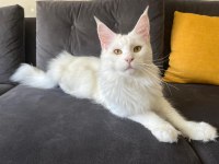 Safkan, Anne Ve Babası Şecereli Dişi Maine Coon **Uygun**