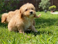 Kalite Ve Güvenin Adresinden Maltipoo Bebeklerimiz