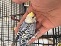 2 yavru 1 dişi kuşlar