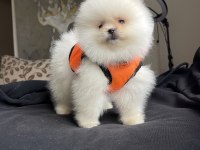 Ayı Surat Pomeranian Boo Köpekler