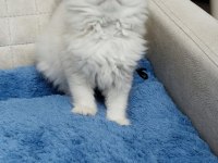 Yakışıklı Oyuncu British Longhair Oğlum