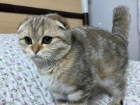 Scottish ve british kedimiz