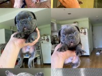 Çok özel lilac tan merle ve blue french bulldog yavrularımız