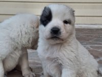 Geleceğin devleri safkan erkek ve dişi alabay yavrularımız