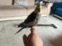 Yakışıklı 5 Aylık Eğitime Açık Sultan Papağanı