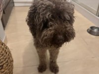 Kuki Duru Torunun Poodle