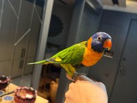 Full Evcil Konuşan Isırma Yok Lori Papağanı 81 İle Gönderim Var