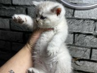 British Shorthair Erkek Lyxn Point Erkek