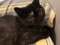 2.5 aylık dişi exotic shorthair